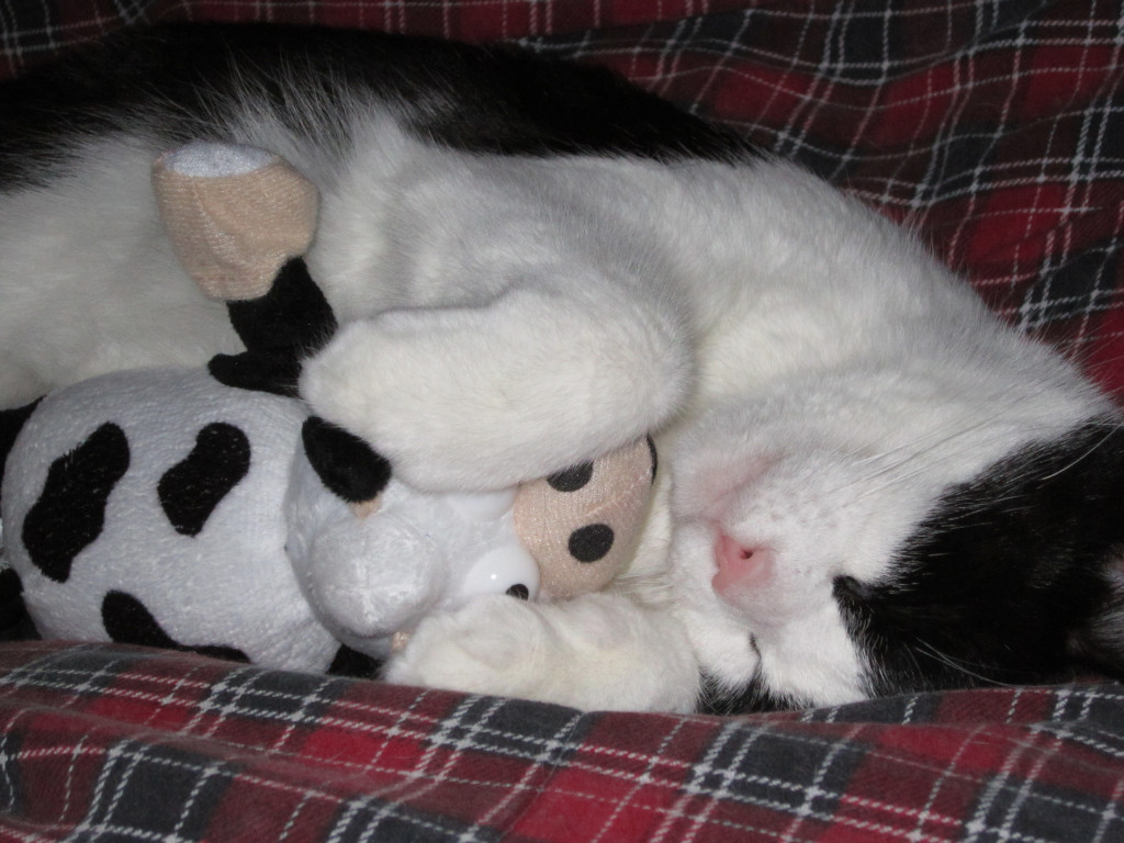 Tuxedo cat Andi with stuffed cow toy detail shot
